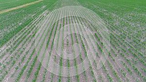 4K drone flying over crops field in rural area