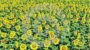 4k drone video of sunflower field. Agriculture. Aerial view of sunflowers.Taking sunflower blooming in a vast sunflower