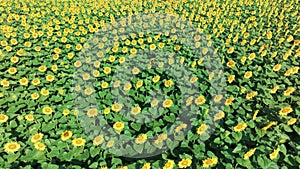 4k drone video of sunflower field. Agriculture. Aerial view of sunflowers.Taking sunflower blooming in a vast sunflower