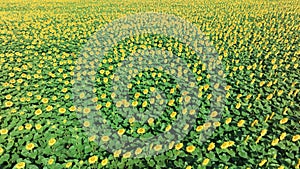 4k drone video of sunflower field. Agriculture. Aerial view of sunflowers.Taking sunflower blooming in a vast sunflower