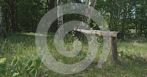 4K - drop on the grass along a group of birches in a beautiful forest