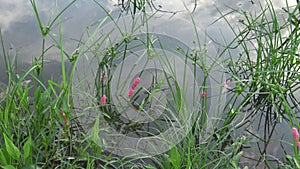4K Eggs of Pomacea canaliculata in a plant of the lake at Taipei city