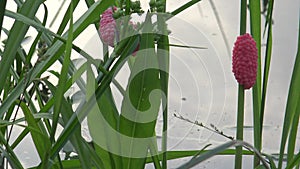 4K Eggs of Pomacea canaliculata in a plant of the lake at Taipei city