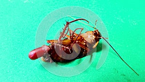 4K Female cockroach lying on her back laying eggs on a green screen