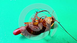 4K Female cockroach lying on her back laying eggs on a green screen