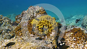 4K fish swimming near a coral