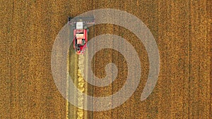 4K Flat Elevated View Of Rural Landscape With Working Combine Harvester In Wheat Field, Collects Seeds. Harvesting Of