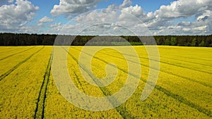 4K. Flight above amazing blooming yellow rapeseed field in spring, aerial panoramic view at sunny day