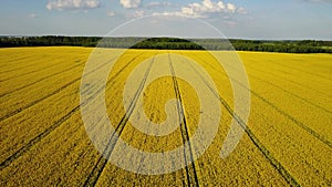 4K. Flight above blooming yellow rapeseed field in spring, aerial panoramic view at sunny day