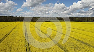 4K. Flight above blooming yellow rapeseed field at sunny day in spring, aerial panoramic view