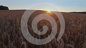 4K. Flight above crop field at golden sunset, aerial view.