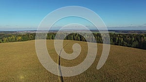 4K. Flight above ripe corn field, aerial panoramic view