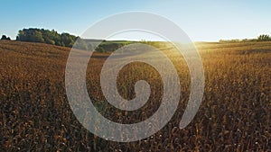 4K. Flight above ripe corn field at golden sunset, aerial panoramic view