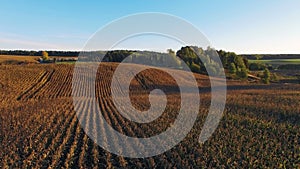 4K. Flight above ripe corn field at golden sunset, aerial panoramic view