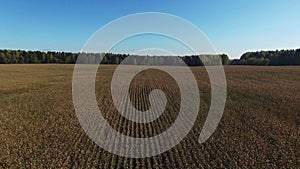 4K. Flight above ripe corn field, which ready for harvesting, aerial view