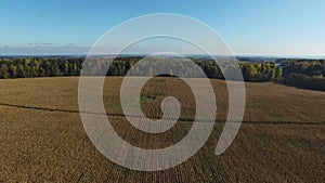 4K. Flight above ripe corn field, which ready for harvesting, aerial view