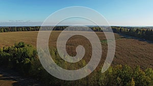 4K. Flight above ripe corn field, which ready for harvesting, aerial view