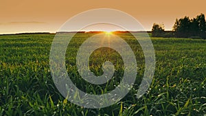 4K flight above summer cornfield. sunset sun sunrise sunshine shine light above corn field. Countryside Rural Landscape