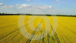 4K. Flight and takeoff above blooming yellow rapeseed field in spring, aerial panoramic view at sunny day