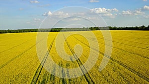 4K. Flight and takeoff above blooming yellow rapeseed field at sunny day, aerial panoramic view