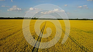 4K. Flight and takeoff above blooming yellow rapeseed field at sunny day in spring, aerial panoramic motion view