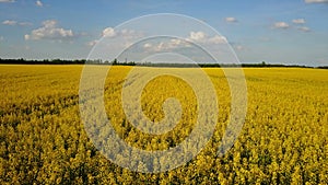 4K. Flight and takeoff above blooming yellow rapeseed field at sunny day in spring, aerial panoramic motion view