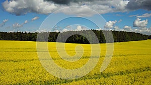 4K. Flight and takeoff above blooming yellow rapeseed field at sunny day in spring, aerial panoramic view