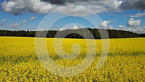 4K. Flight and takeoff above blooming yellow rapeseed field at sunny day in spring, aerial panoramic view