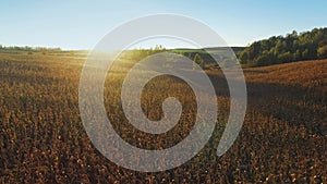 4K. Flight and takeoff above corn field at golden sunset, aerial view.