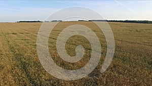 4K. Flight and takeoff above crop field at sunset, aerial panoramic view.