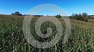 4K. Flight and takeoff above ripe corn field, aerial panoramic view.