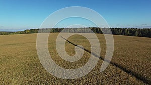 4K. Flight and takeoff above ripe corn field with road, aerial panoramic view