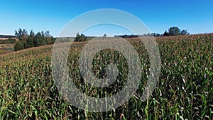 4K. Flight and takeoff above ripe corn field at sunny day, aerial panoramic view