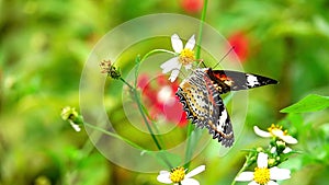 4K flower and butterfly flower butterfly flower butterfly