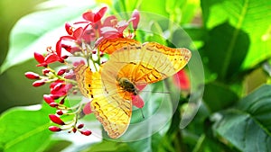 4K flower and butterfly flower butterfly flower butterfly