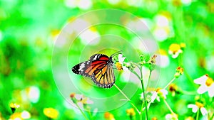 4K flower and butterfly flower butterfly flower butterfly