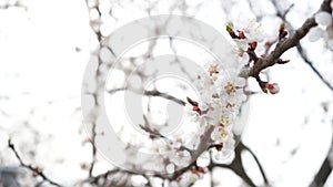 4K flowering Cherry flowers on white background close-up. Details of flowering fruit tree. Naked branches without leaves
