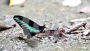 4K footage of beautiful butterfly of rajah brooke butterfly