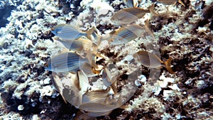 4k footage of a school of Salema Porgys Sarpa salpa in the Mediterranean Sea