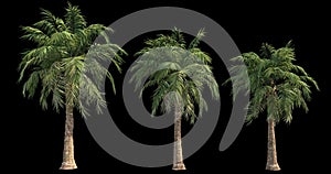 4k footage of windy palm for architectural visualization with cutout mask