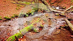 4K footage of wonderful mountain stream in the Shypit Karpat National Park. Bright autumn colors of leaves falling from