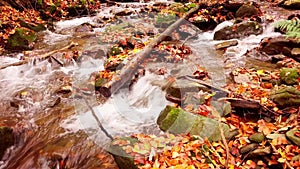 4K footage of wonderful mountain stream in the Shypit Karpat National Park. Bright autumn colors of leaves falling from