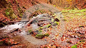 4K footage of wonderful mountain stream in the Shypit Karpat National Park. Bright autumn colors of leaves falling from