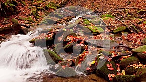 4K footage of wonderful mountain stream in the Shypit Karpat National Park. Bright autumn colors of leaves falling from