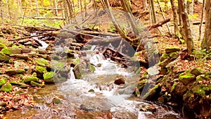 4K footage of wonderful mountain stream in the Shypit Karpat National Park. Bright autumn colors of leaves falling from