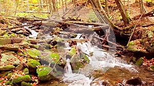 4K footage of wonderful mountain stream in the Shypit Karpat National Park. Bright autumn colors of leaves falling from