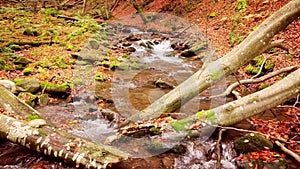 4K footage of wonderful mountain stream in the Shypit Karpat National Park. Bright autumn colors of leaves falling from