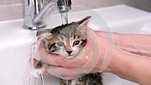 4k Funny wet striped tabby cute kitten taking bath. Clean pets. woman hands washing kitty in sink. Cat under water.