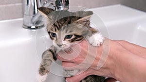 4k Funny wet striped tabby cute kitten taking bath. Clean pets. woman hands washing kitty in sink. Cat under water.