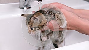 4k Funny wet striped tabby cute kitten taking bath. Clean pets. woman hands washing kitty in sink. Cat under water.